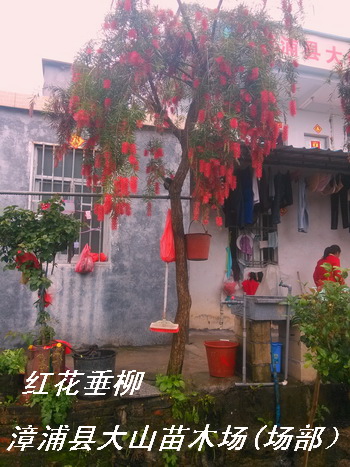 供應紅花垂柳，紅千層，串錢柳綠化苗木