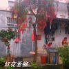 供應(yīng)紅花垂柳，紅千層，串錢柳綠化苗木