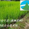 澳洲茶樹苗（互葉白千層，提取茶樹油 Tea Tree Oil