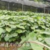 輕木樹苗 （Balsa、巴沙木、世界上生長(zhǎng)快樹木)