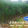 木麻黃（生態造林種苗）
