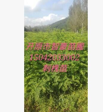 優質苗木刺槐，紫穗槐，大量批發刺槐小苗