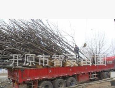 本苗圃常年出售梧桐，辛樹，質量保證