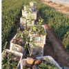 衛矛種植基地丨衛矛批發銷售