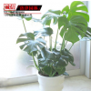 供應室內綠化植物龜背竹盆栽 龜背竹 辦公室 植物種植基地直銷