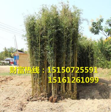 批發(fā)庭院綠化苗木青竹苗早園竹苗紫竹苗金鑲玉竹子苗佛肚竹苗盆栽