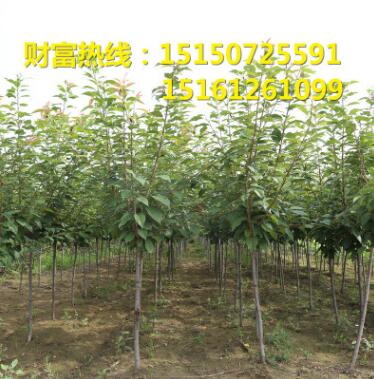 大量供應(yīng)櫻花苗 櫻花小苗 行道樹園林綠化景觀苗綠化工程苗木批發(fā)