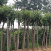 批發(fā)綠化苗木 大葉女貞 常綠植物 高桿女貞樹苗規(guī)格齊全