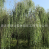 柳樹批發(fā) 公園行道綠化苗木垂柳樹苗 盆栽地栽金絲垂柳
