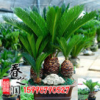 批發(fā)供應(yīng)綠化苗木 鐵樹樹苗 盆栽蘇鐵小苗 四季常青 規(guī)格全