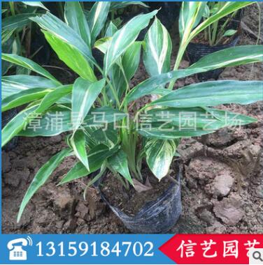 福建優(yōu)質(zhì)花葉良姜銷售|花葉良姜價格 花葉良姜批發(fā)