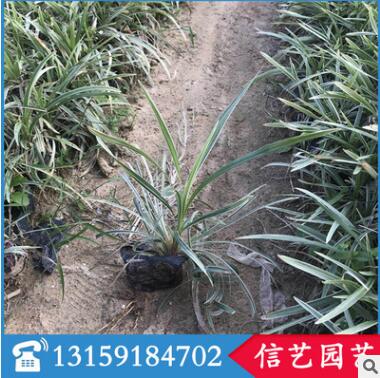 紫葉狼尾草多規(guī)格供應(yīng) 基地直銷(xiāo) 量大從優(yōu)