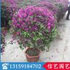 三角梅球 規(guī)格齊全 葉子花球 勒杜鵑球 紫色三角梅球