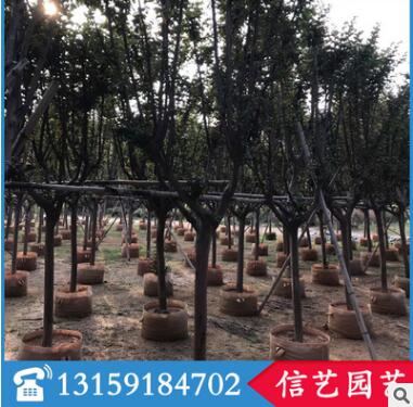 小葉紫薇價(jià)格 福建基地直銷(xiāo) 多規(guī)格供應(yīng)