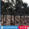 小葉紫薇價格 福建基地直銷 多規(guī)格供應(yīng)