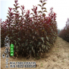 批發(fā)優(yōu)質(zhì)綠化苗木紫葉李 工程綠化紅葉李紫葉李樹(shù)苗 規(guī)格全