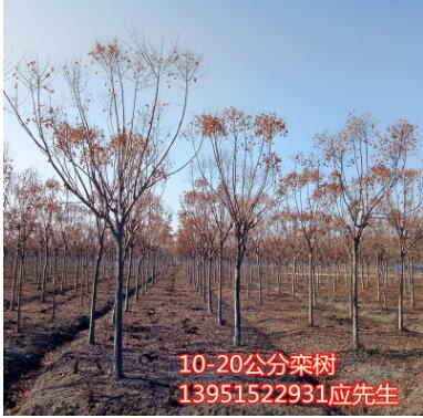欒樹苗櫸樹苗樸樹苗法國梧桐樹西府海棠苗垂絲海棠苗
