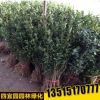 綠籬植物批發 大葉黃楊苗冬青小苗大葉黃楊小苗 規格齊全工程綠化