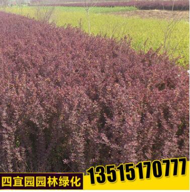 批發紅葉小檗小苗 紅葉小檗工程綠化苗規格齊全紅葉小檗樹苗