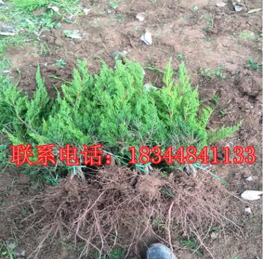批發綠化柏樹 側柏龍柏小苗 嫁接龍柏 龍柏樹苗 園林綠化