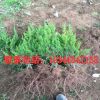 批發綠化柏樹 側柏龍柏小苗 嫁接龍柏 龍柏樹苗 園林綠化