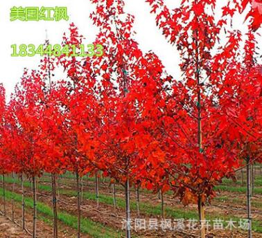批發綠化植物美國紅楓樹 秋火焰樹 行道風景樹