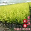 金葉榆批發金葉榆 園林庭院綠化金葉榆苗 小區行道景觀金葉榆苗