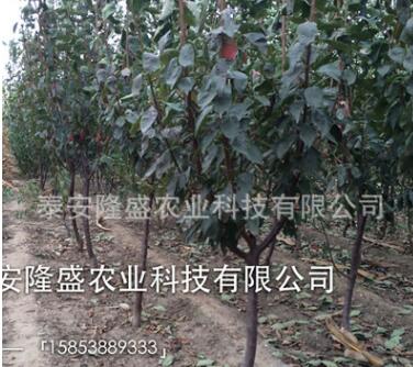 脆紅李子苗批發(fā)山東苗木基地批發(fā)李子樹苗品種齊全李子苗價格優(yōu)惠