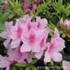批發毛杜鵑苗 毛鵑小苗 映山紅室內杜鵑盆栽毛鵑庭院觀花植物