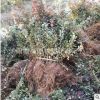 基地直銷紫葉小檗苗工程綠化色塊綠籬花境專用苗木批發(fā)
