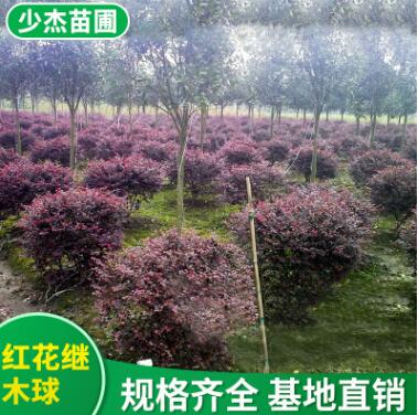 農(nóng)戶(hù)直銷(xiāo) 紅花繼木球批發(fā) 紅繼木球 紅桎木樹(shù)苗 規(guī)格齊全