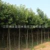 大葉女貞苗批發工程綠化苗木常綠風景樹 高桿女貞造型樹苗