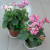 室內(nèi)綠植 長(zhǎng)壽花重瓣苗 長(zhǎng)壽花苗 長(zhǎng)壽花盆栽 多肉植物 防輻射