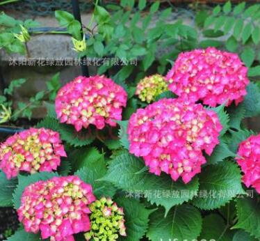 繡球花 八仙花 無盡夏 扦插苗繡球陽臺盆栽