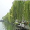 垂柳小苗樹苗柳樹枝條垂楊柳樹苗竹柳樹苗黃金柳金絲垂柳批發直柳
