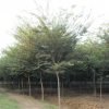 園林綠化苗木櫸樹苗批發(fā)街道庭蔭風(fēng)景樹紅櫸樹苗 規(guī)格齊全