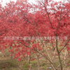 日本紅楓樹苗批發(fā)園林綠化苗木行道景觀樹日本紅楓苗規(guī)格齊全