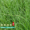 批發(fā)狗牙根草坪（包衣）不長(zhǎng)高 球場(chǎng)用耐踐踏草坪 草皮