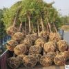 基地苗圃直銷綠化工程苗木池杉 水杉樹苗 落羽杉 品種規(guī)格齊全
