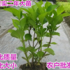 觀花植物 木本繡球花花苗白色繡球花苗盆栽 庭院芳香植物樹姿優(yōu)美