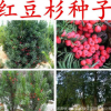 沙藏紅豆杉種子 正宗曼地亞紅豆杉種子 東北南方北方紅豆杉樹種子