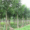 長期供應藍花楹規(guī)格齊全，批發(fā)藍花楹價格優(yōu)惠