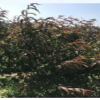 紅葉碧桃5公分500棵