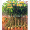 永豐果苗 芒果苗 芒果樹(shù) 大苗 地徑3-5厘米大苗 正品批發(fā)