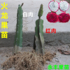 果苗 紅心火龍果苗 白心火龍果 果實(shí)甜 高產(chǎn)
