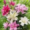 香水百合種球帶芽四季綠植盆栽花卉種子室內(nèi)外陽臺(tái)花苗大種球