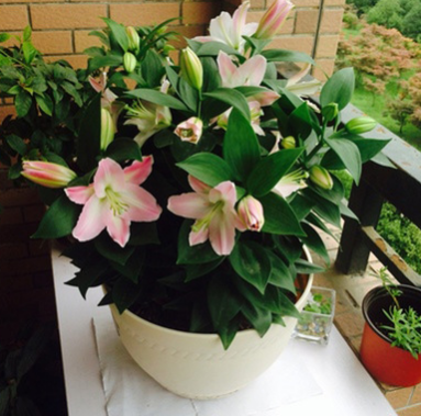 室內(nèi)桌面綠植盆栽種球花卉 香水百合花種球盆栽苗 一代球開花超大