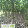 優(yōu)質(zhì)楊樹苗 綠化苗楊樹 基地批發(fā)速生楊小苗規(guī)格齊全 種類多