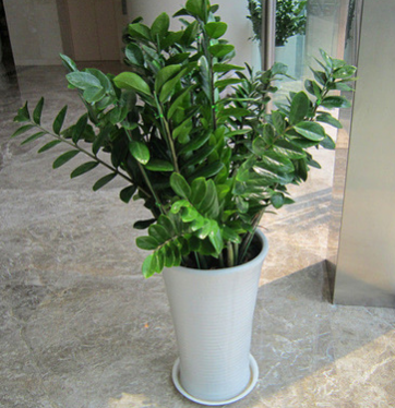 批發(fā)室內(nèi)植物 招財樹 金錢樹 家居常用盆栽 金錢樹盆栽 盆栽花卉