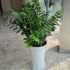批發(fā)室內(nèi)植物 招財(cái)樹(shù) 金錢(qián)樹(shù) 家居常用盆栽 金錢(qián)樹(shù)盆栽 盆栽花卉